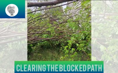 Blog #2 Clearing the Blocked Path